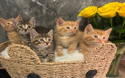 Mixed Breed cats for sale: Beautiful kittens  - Image 20