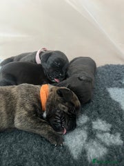 Cane Corso Puppy 8 Pink