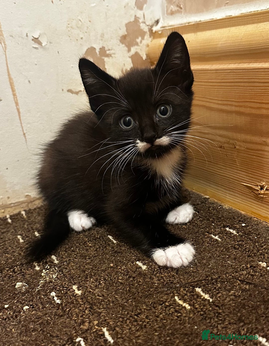 Mixed Breed cats for sale: Beautiful kittens for sale  - Advert 1