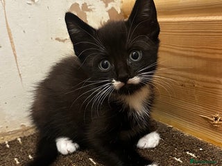 Mixed Breed cats Beautiful kittens for sale - Advert 1