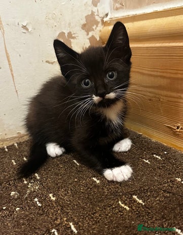 Mixed Breed cats Beautiful kittens for sale - Advert 1