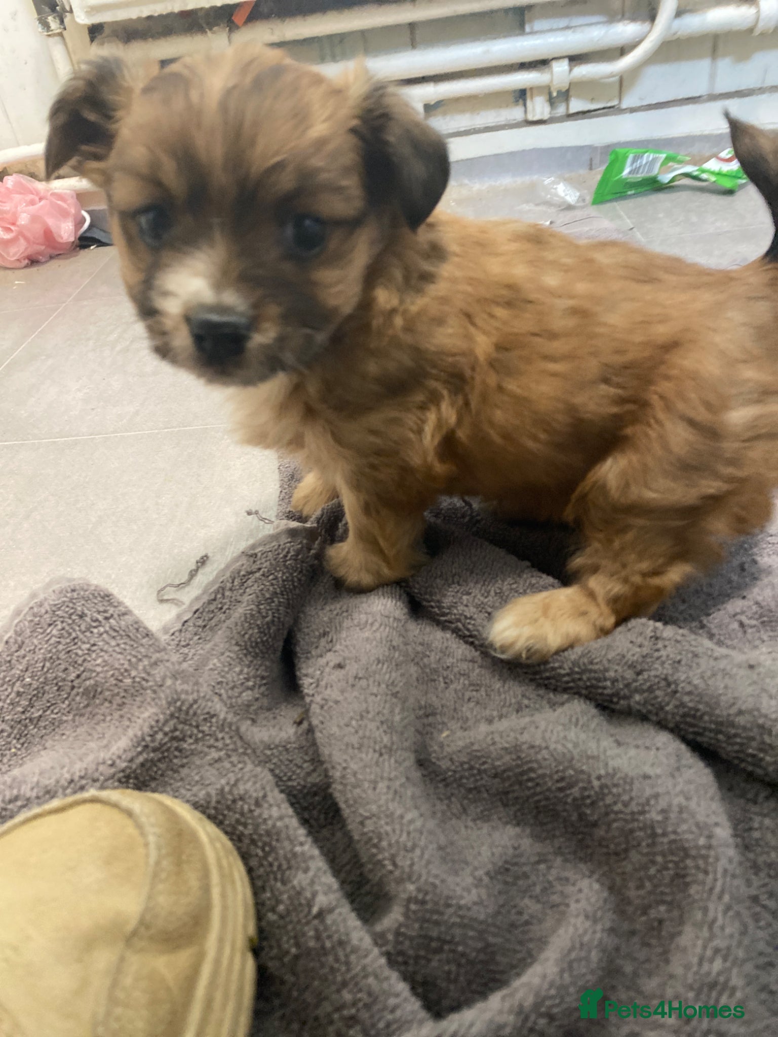 Mixed Breed dogs terrier x pom - Advert 2