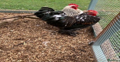 Mixed Breed birds - Advert 12