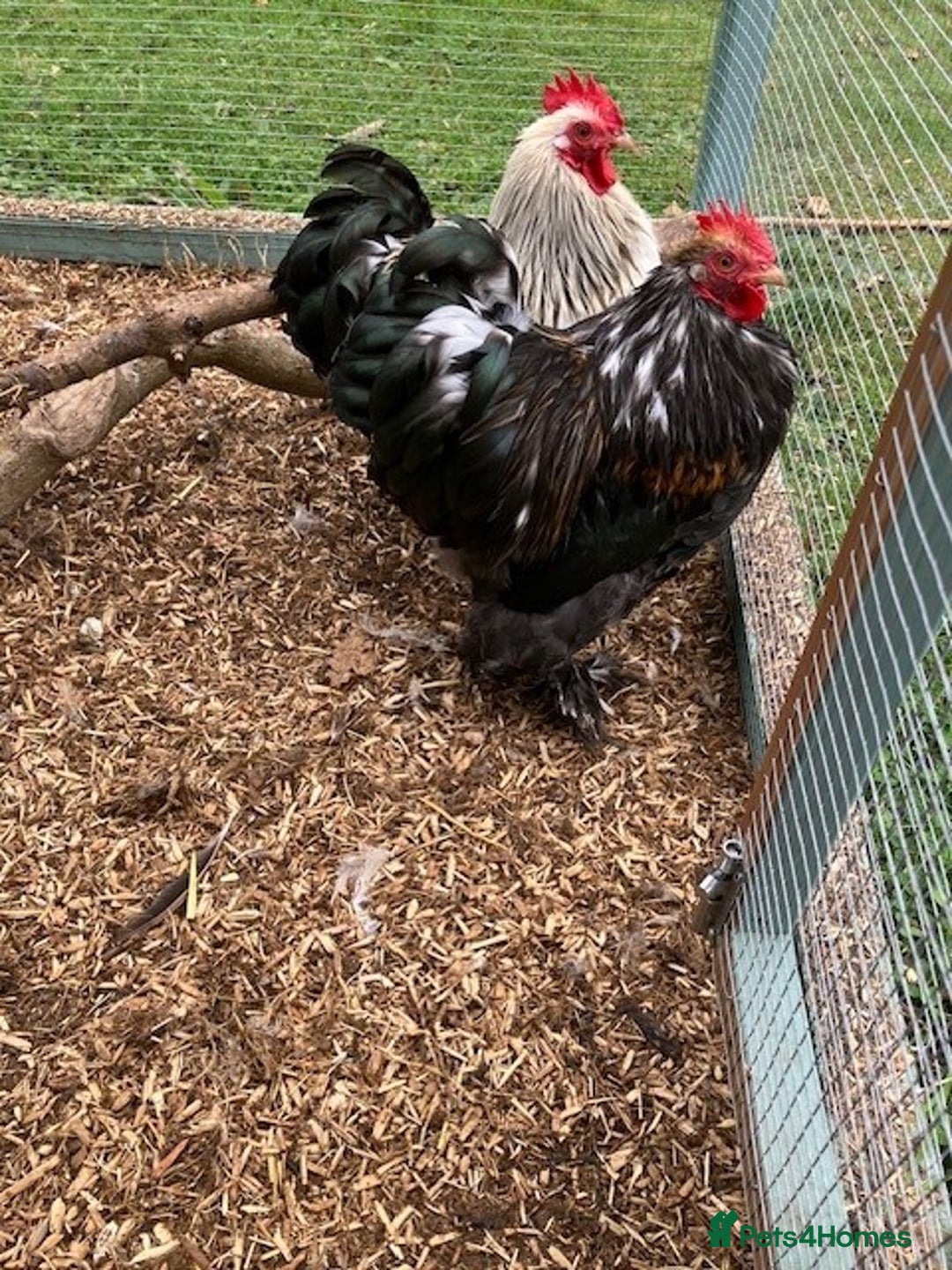 Mixed Breed birds for sale:  2 Cockrals - Image 2
