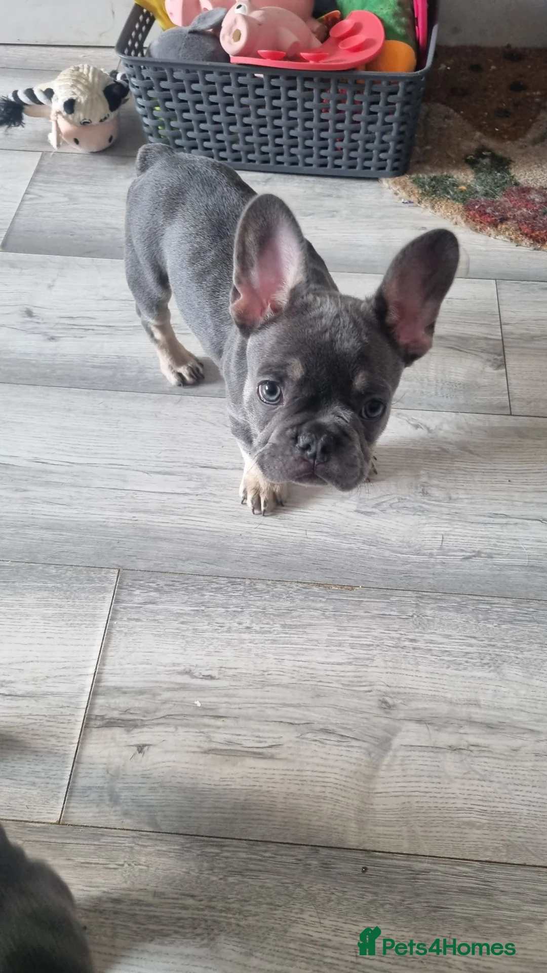 French Bulldog dogs for sale: Ready now KC registered Frenchie puppies LAST ONE - Advert 2