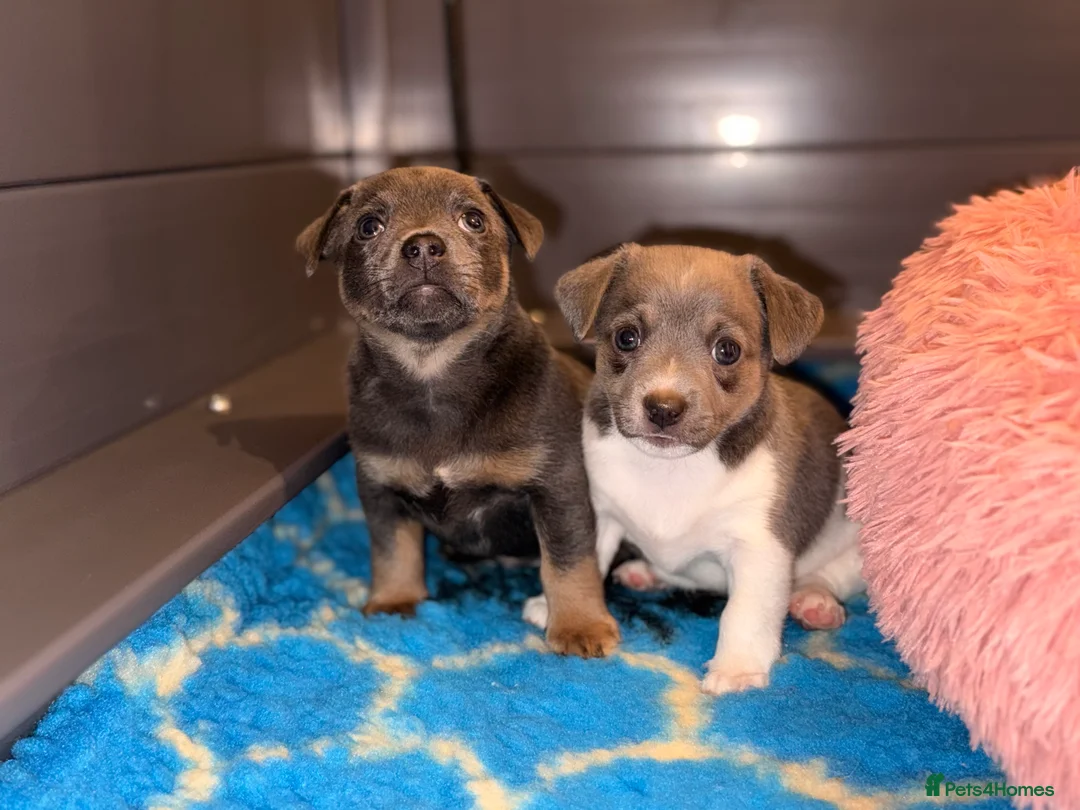 Jack Russell dogs for sale: Stunning blue and blue tri JRT pups - Advert 16