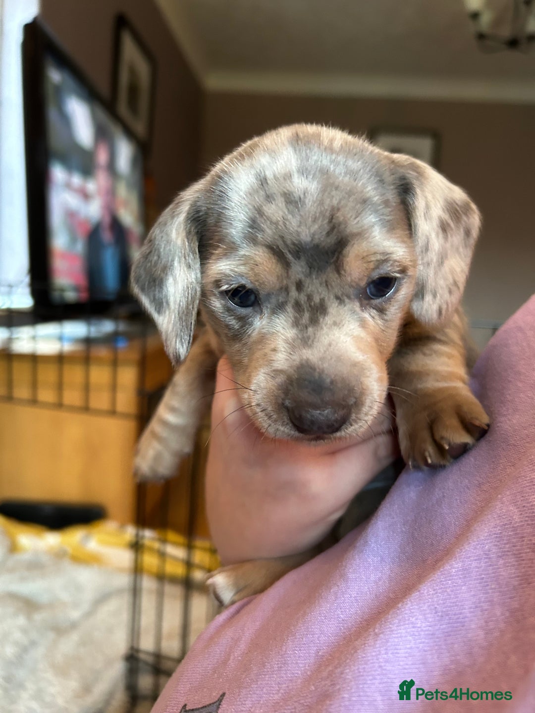 Miniature Dachshund dogs for sale: Mini dachshund puppies 6 weeks - Advert 10