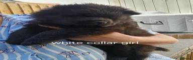 Chow Chow 6