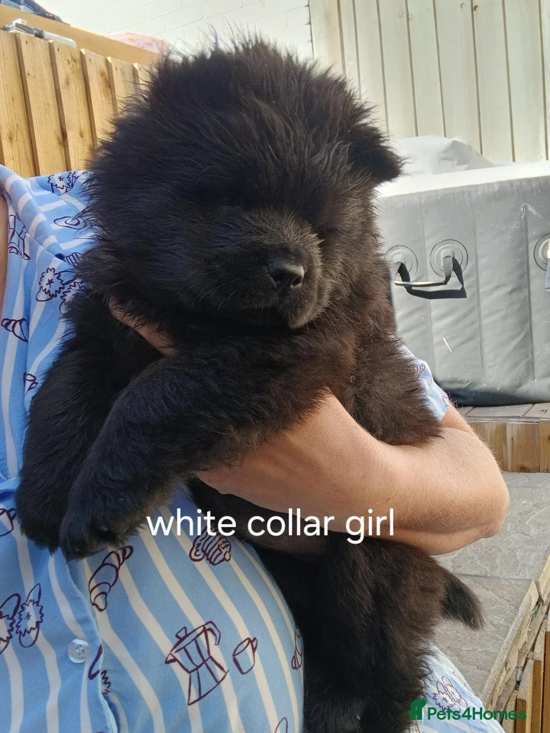 Chow Chow dogs for sale: 🥰 stunning litter due to leave 7th of September  - Advert 14