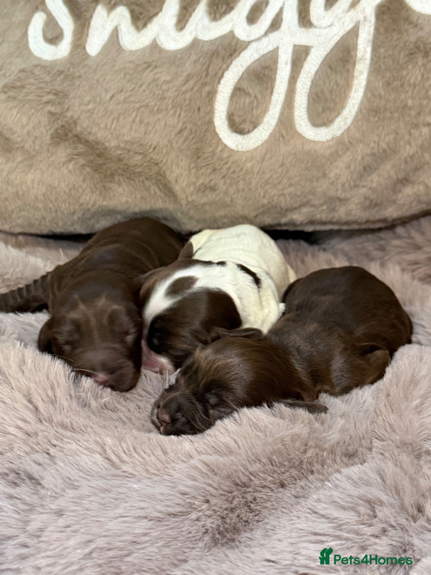 Cocker Spaniel dogs Stunning Show Cocker Spaniels full - Advert 2