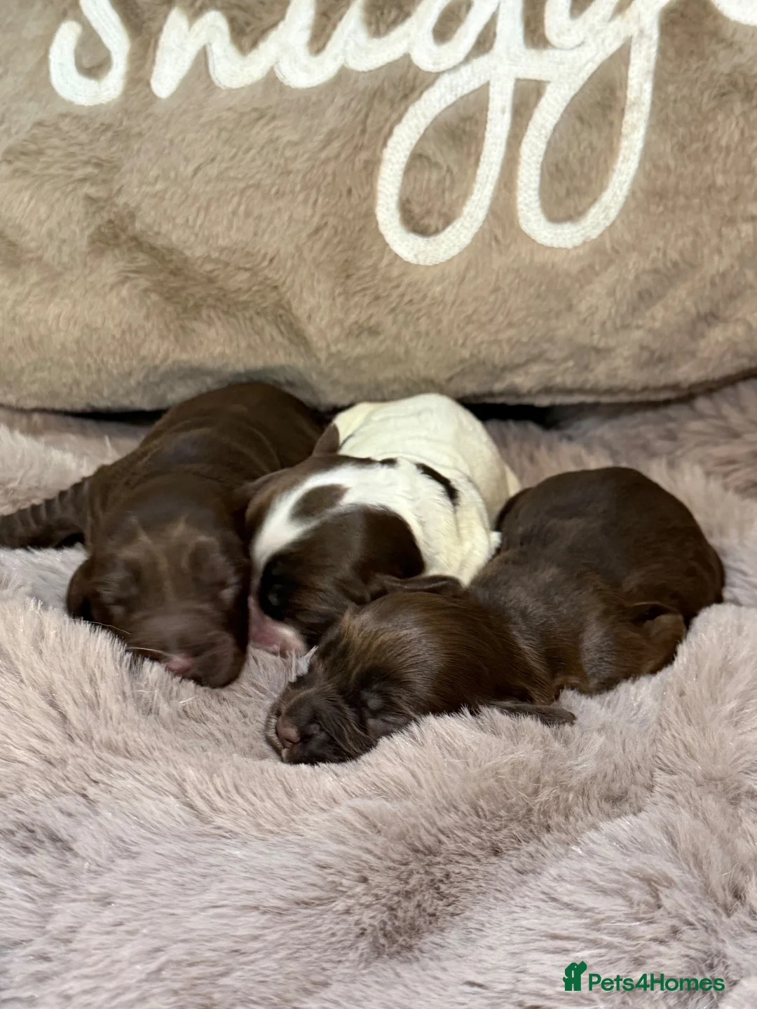 Cocker Spaniel dogs for sale: Stunning Show Cocker Spaniels full - Advert 2