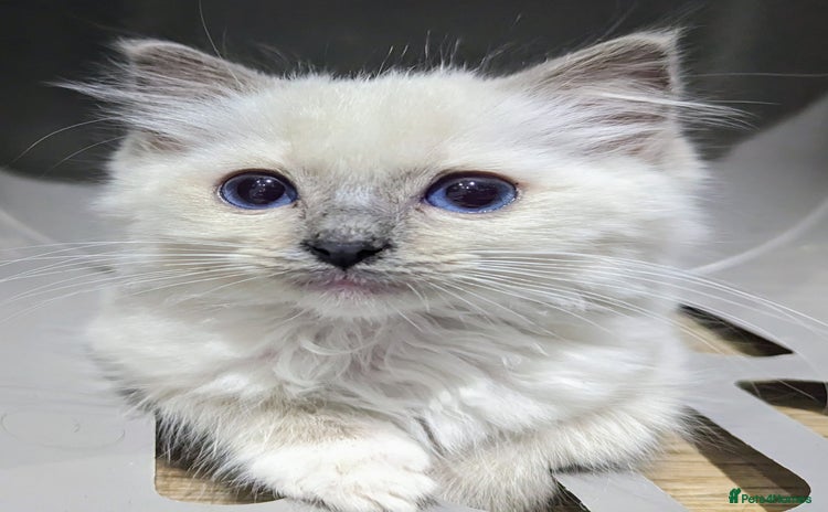 Ragdoll cats - Advert 5