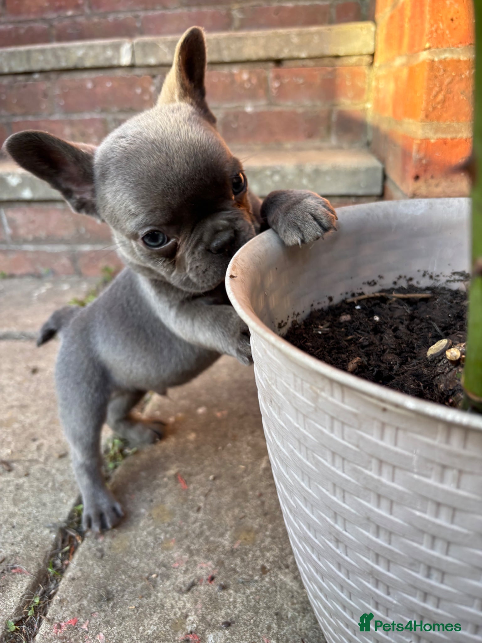 French Bulldog dogs French bulldog puppies  - Advert 13