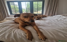 Mixed Breed dogs for adoption: Jimmy is looking for an amazing home - Image 19