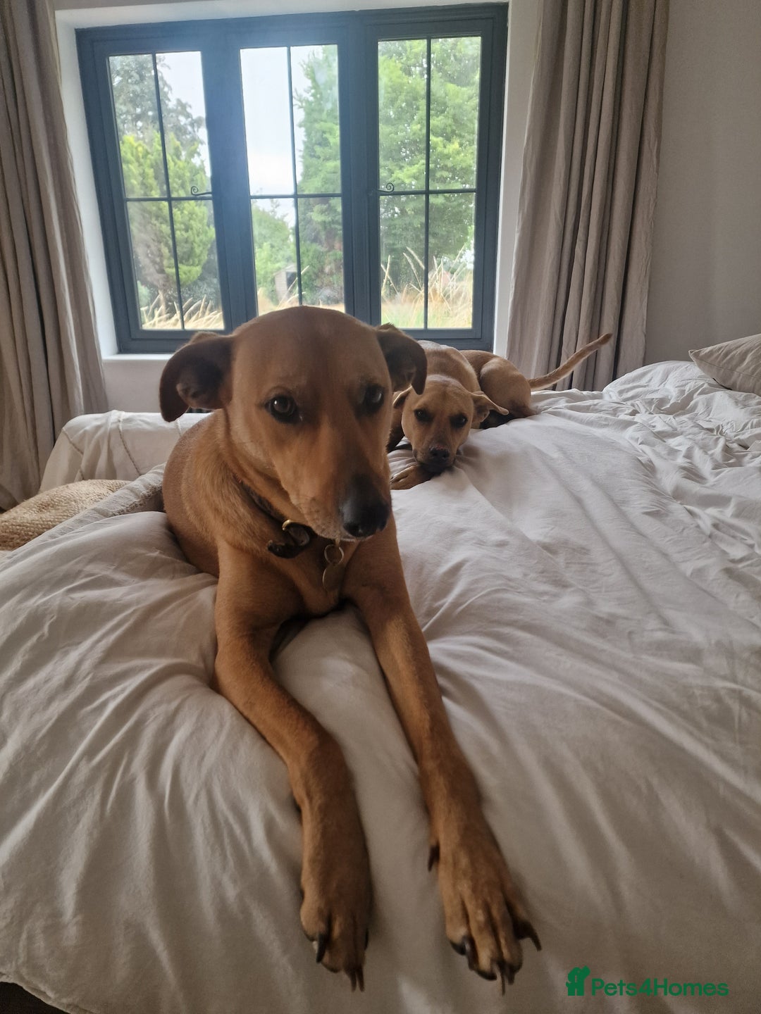 Mixed Breed dogs for adoption: Jimmy is looking for an amazing home - Image 19