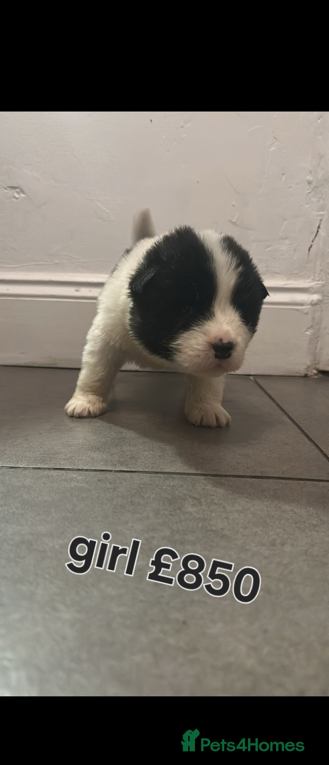 Akita dogs for sale: American akita puppies - Advert 6