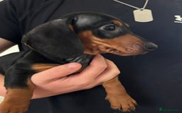 Dachshund dogs for sale: Ready Now, Male Black and Tan Dachshund  - Image 2