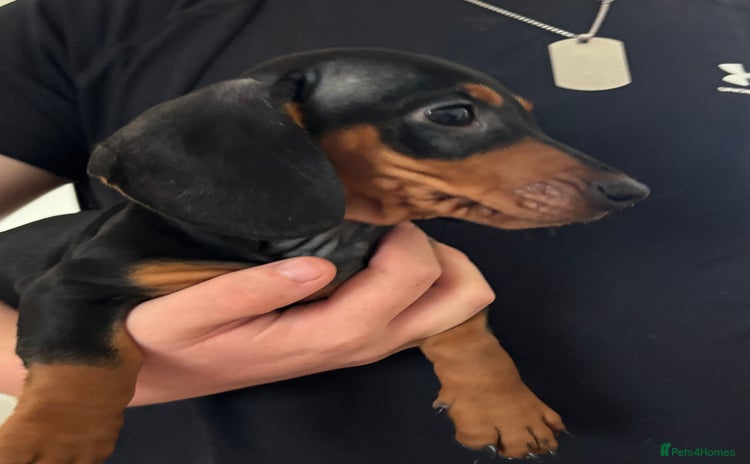 Dachshund dogs - Advert 1