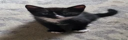 Mixed Breed cats for sale: 3 male kittens for sale - Advert 5