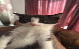 Mixed Breed cats for sale: Cat and kittens  - Image 8