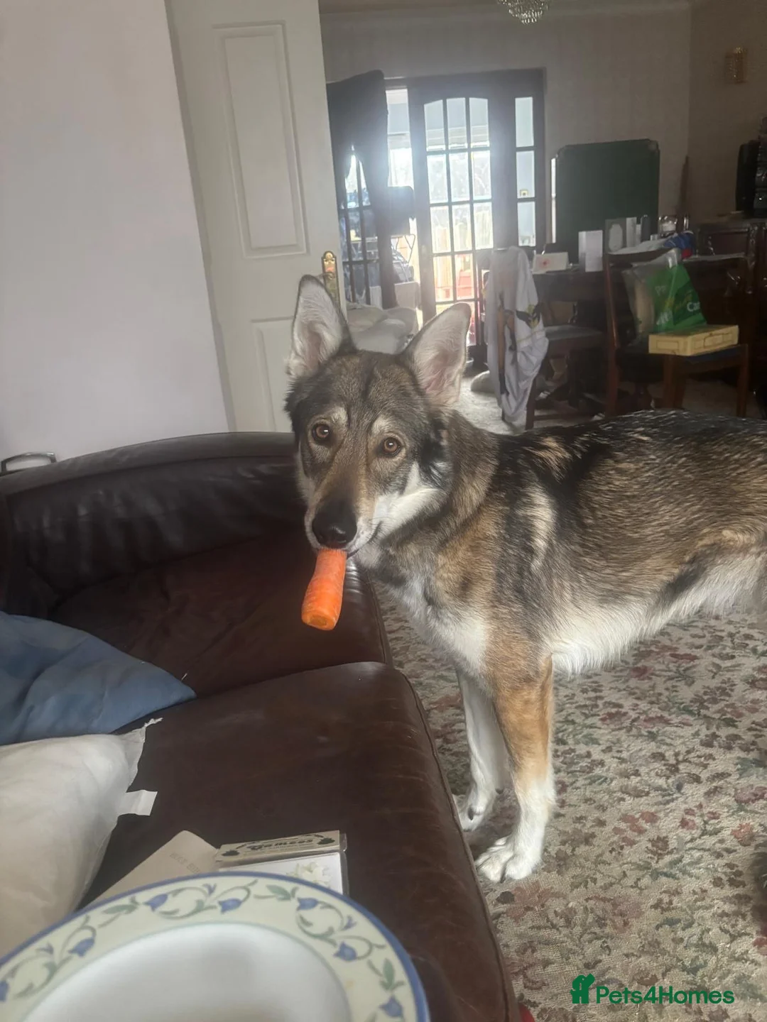 Mixed Breed dogs for sale: Luna the Czechoslovakian Wolf Dog in Stanford-le-Hope - Advert 1