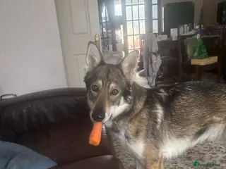 Mixed Breed dogs Luna the Czechoslovakian Wolf Dog - Advert 10