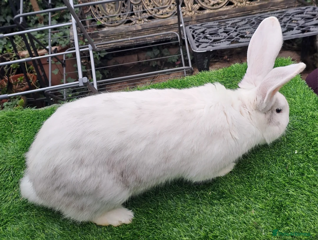 Continental Giant rabbits for sale: Super Stars Stud Service - Beautiful Proven Boys  - Advert 8
