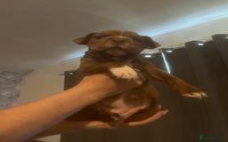 Mixed Breed dogs for sale: Lovely dogs looking for a new home  - Image 4