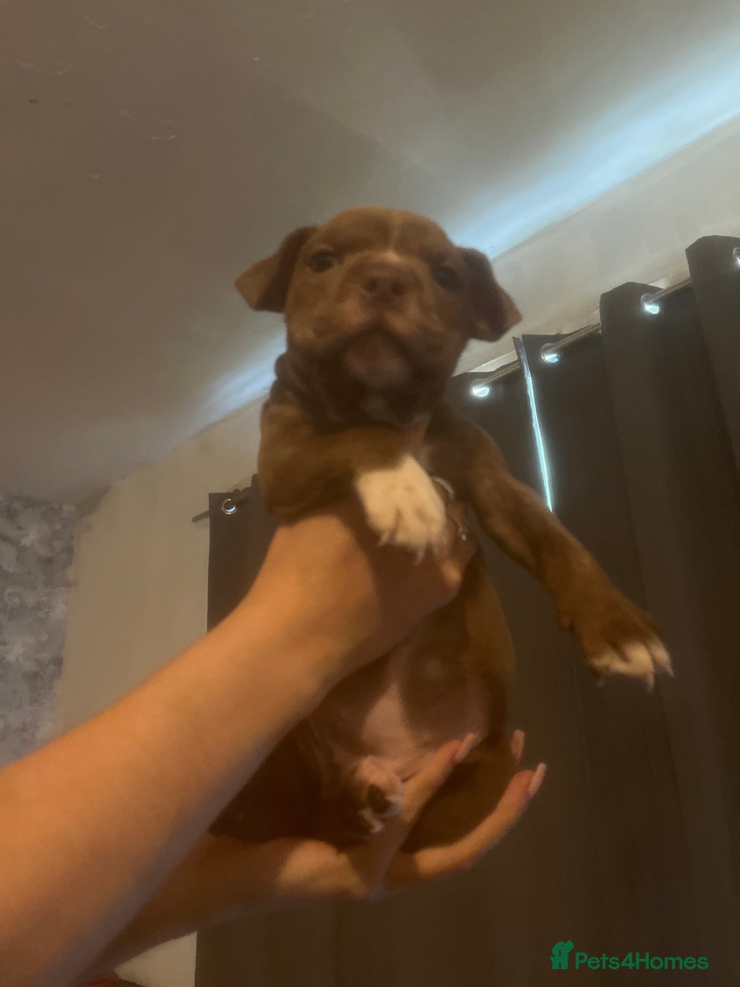 Mixed Breed dogs for sale: Lovely dogs looking for a new home  - Image 4