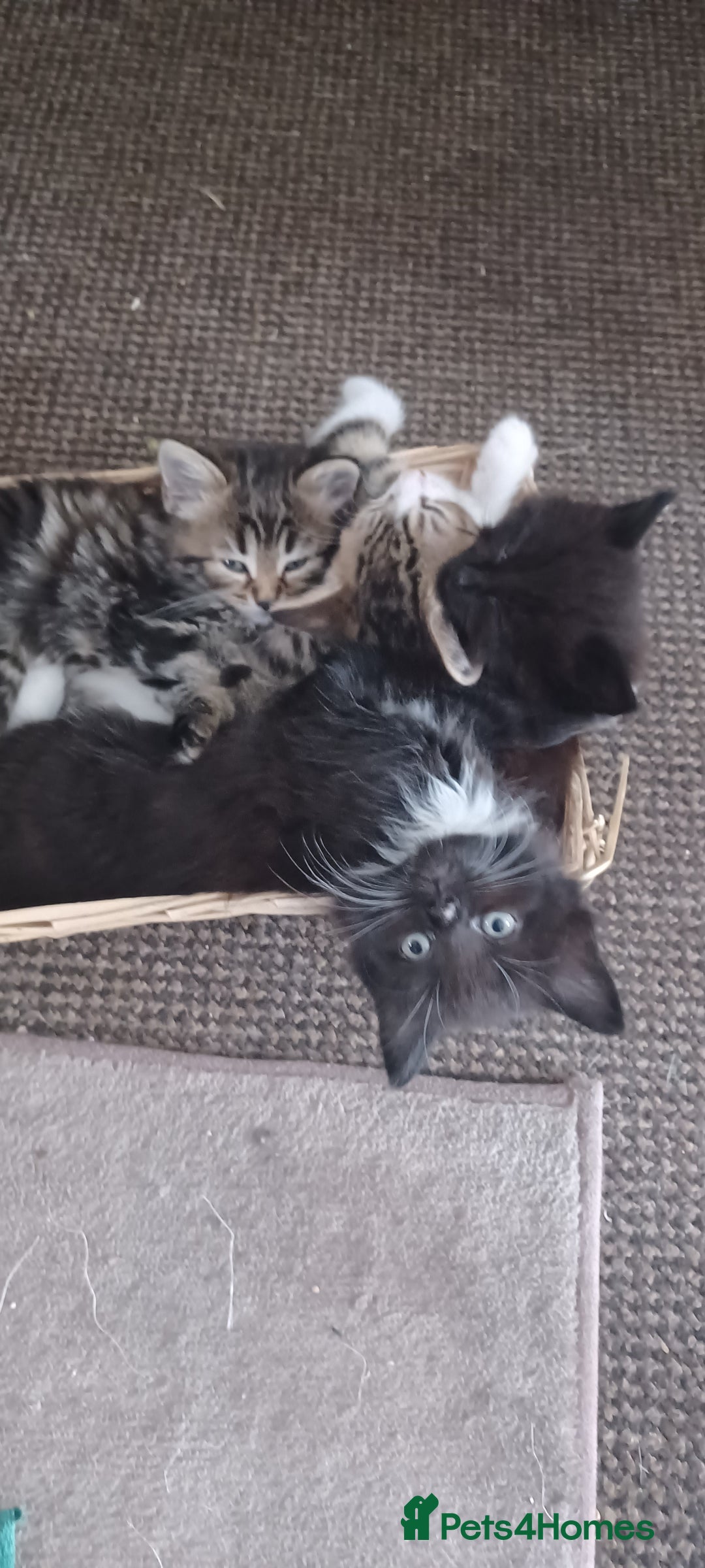 Domestic Shorthair cats for sale: 2 beautiful black fluffy kittens for sale.  - Image 6