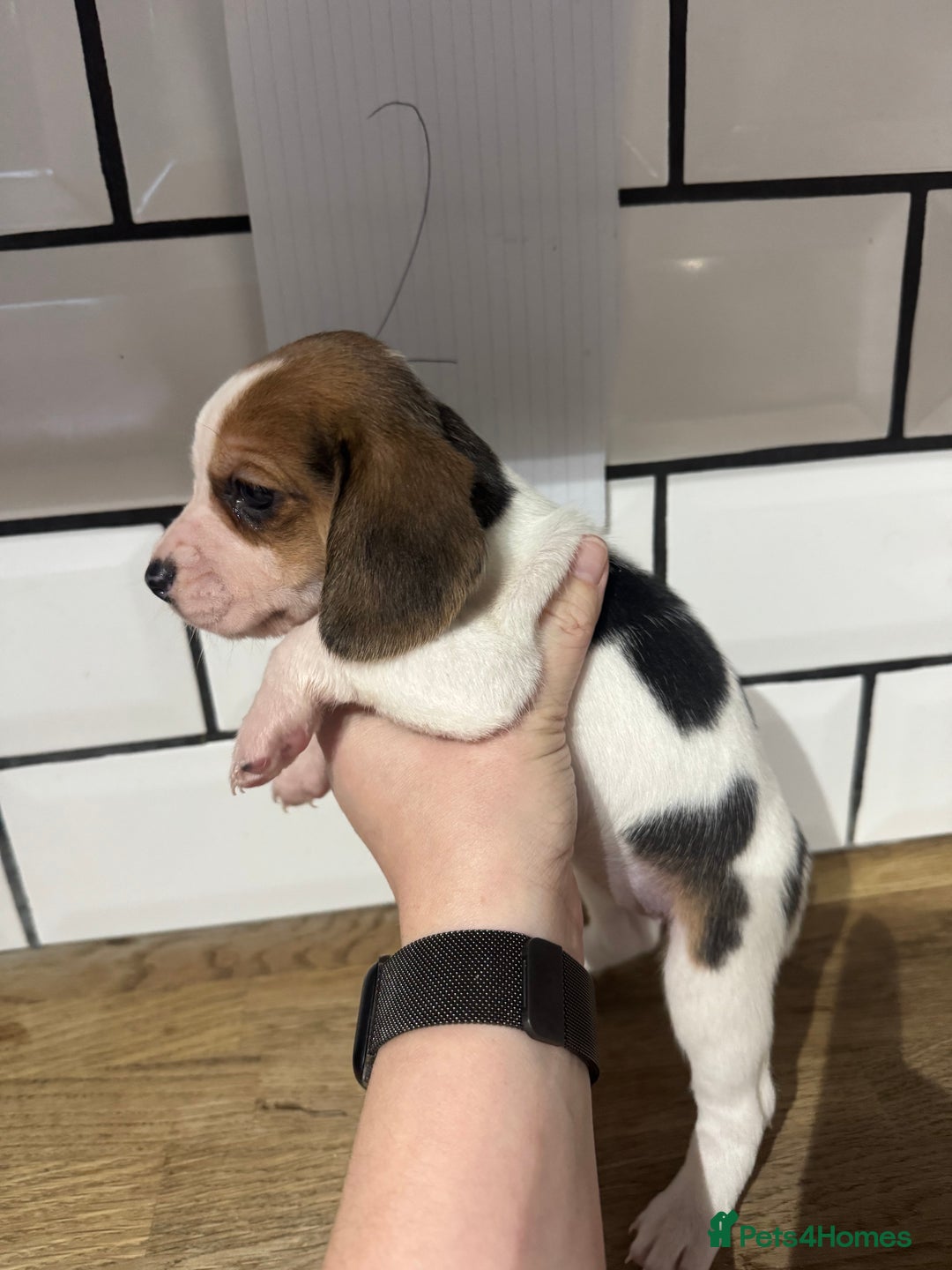 Beagle dogs for sale: Beautiful beagle puppies  - Advert 14