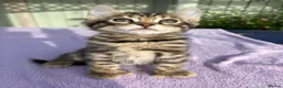 Keetso cats for sale: Superb polydactyl curled eared Keetso kittens.  - Advert 34
