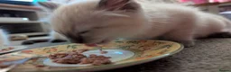 Ragdoll cats for sale: Ready to leave NOW discount price - Advert 18