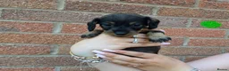 Dachshund dogs for sale: Miniature wire dachshund puppies - Advert 21