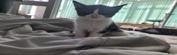 Mixed Breed cats for sale: 7 adorable kittens ready for a new home - Advert 11