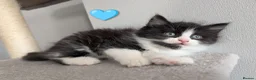 Maine Coon cats for sale: 🩵🩷Maine coon cross kitty's available now🩷🩵 - Advert 7