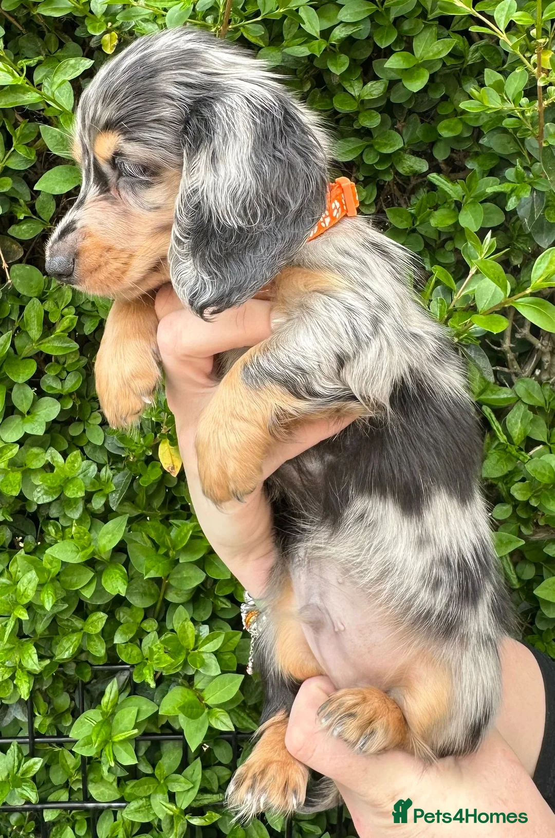 Miniature Dachshund dogs for sale: Long hair dapple 1 boy fully vaccinated - Advert 2