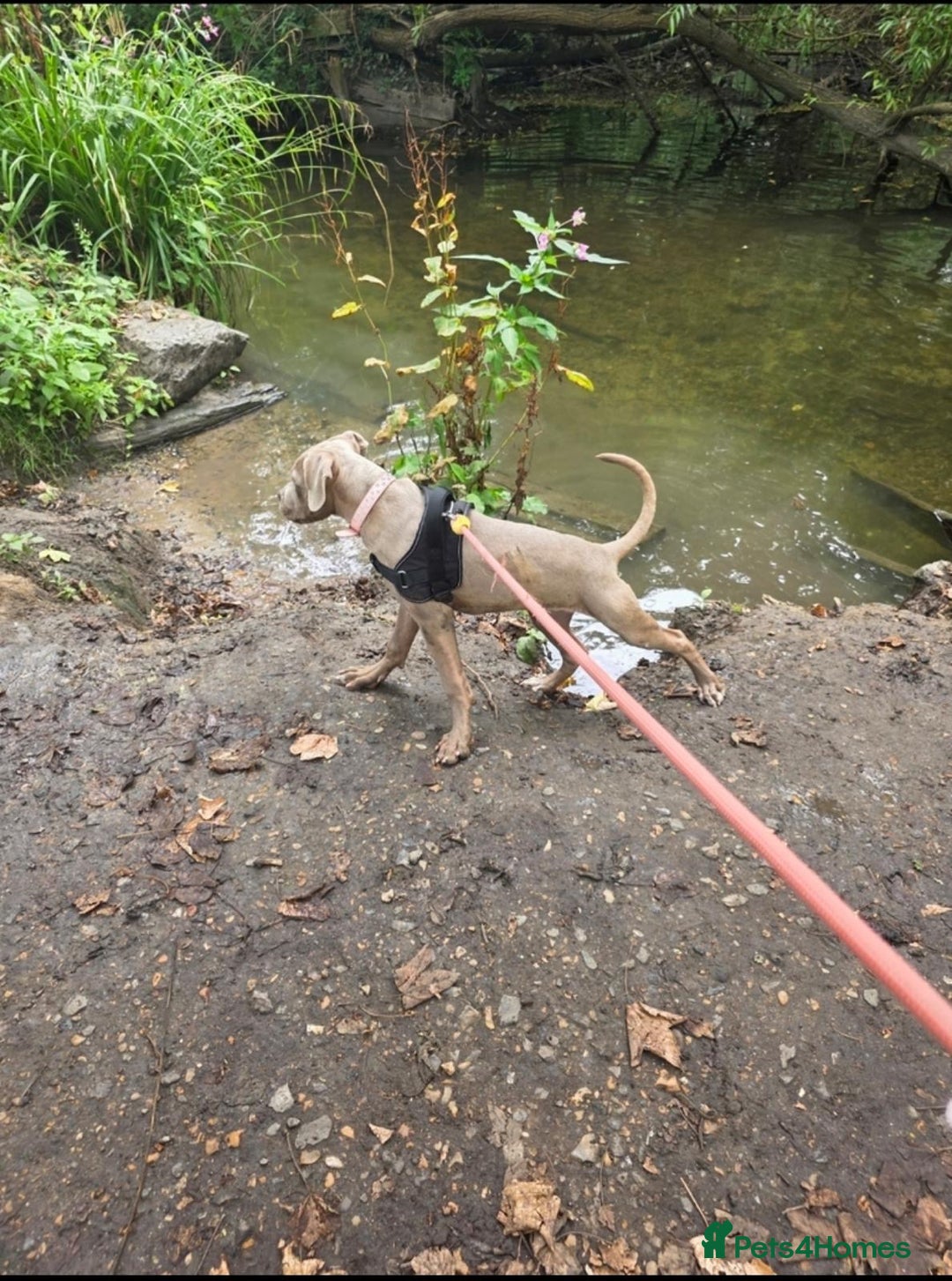 Mixed Breed dogs for sale: Cane Corso x American Bulldog - Advert 3