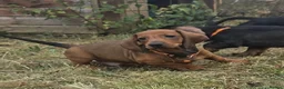 Dachshund dogs for sale:  kc registered standard smooths - Advert 10