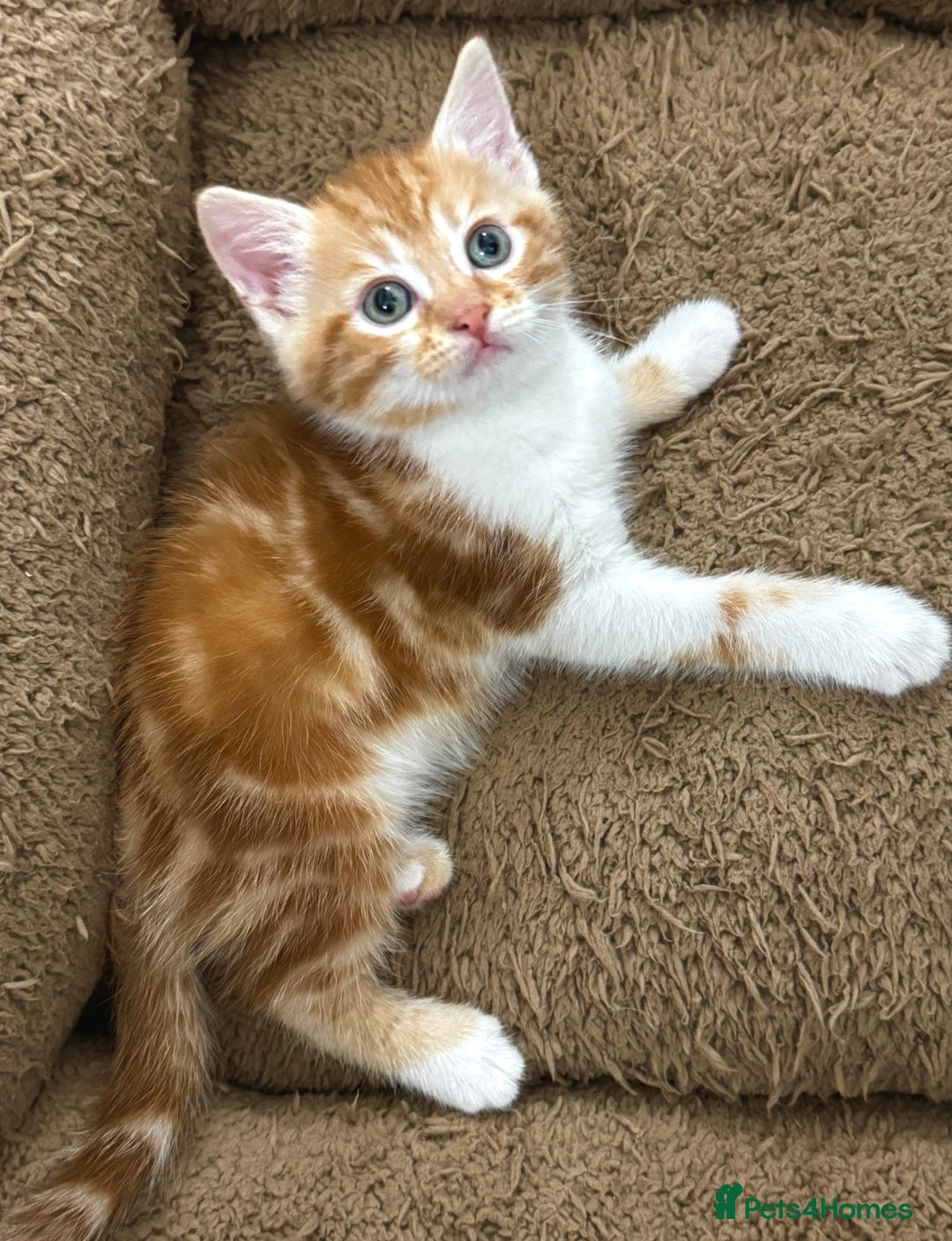 Mixed Breed cats for sale: GORGEOUS KITTENS  - Advert 10
