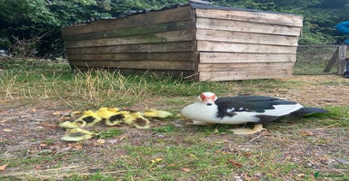 Ducks poultry - Advert 5