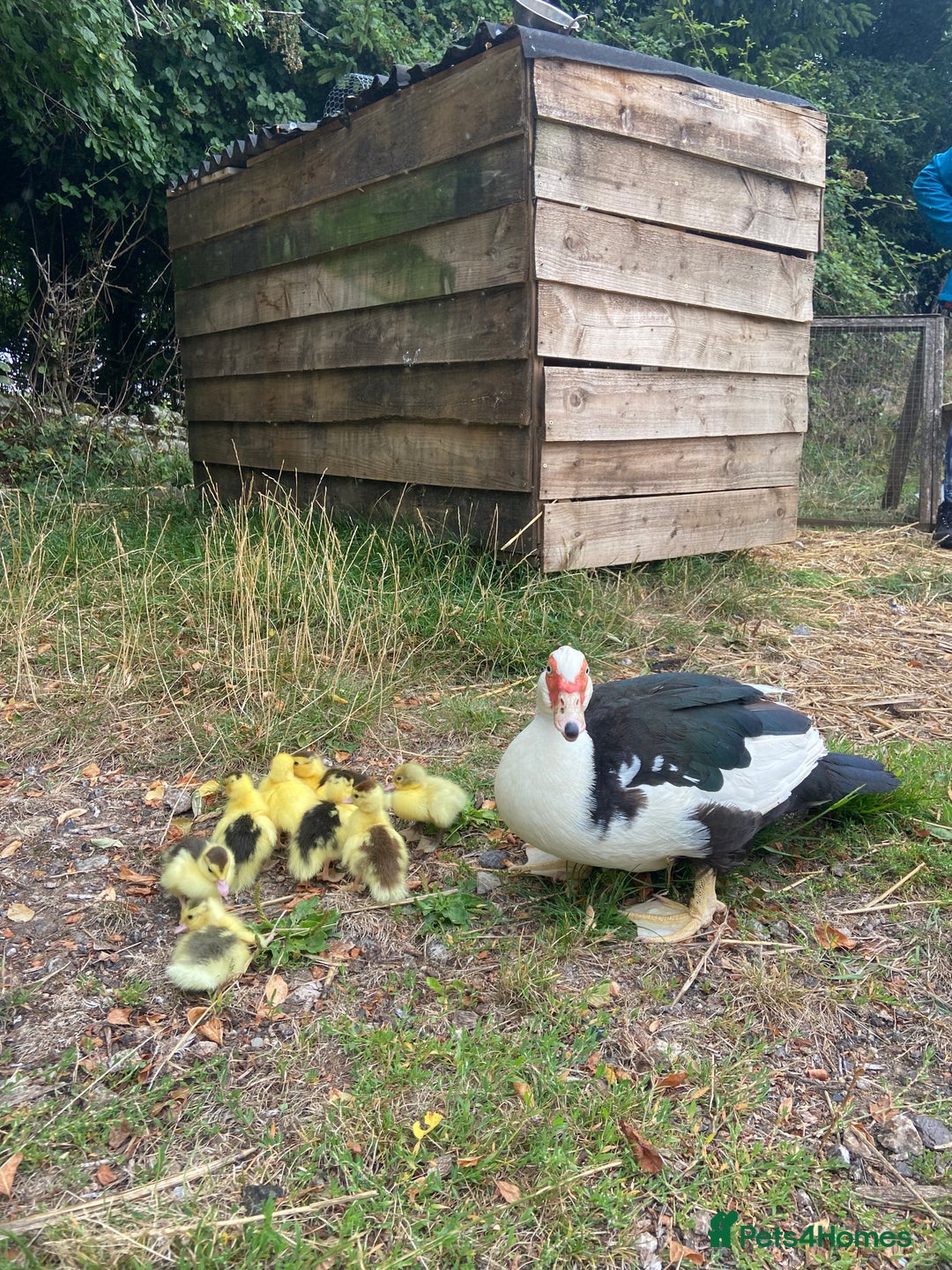 Ducks poultry for sale: Muscovy duck with 8 ducklings  - Image 3