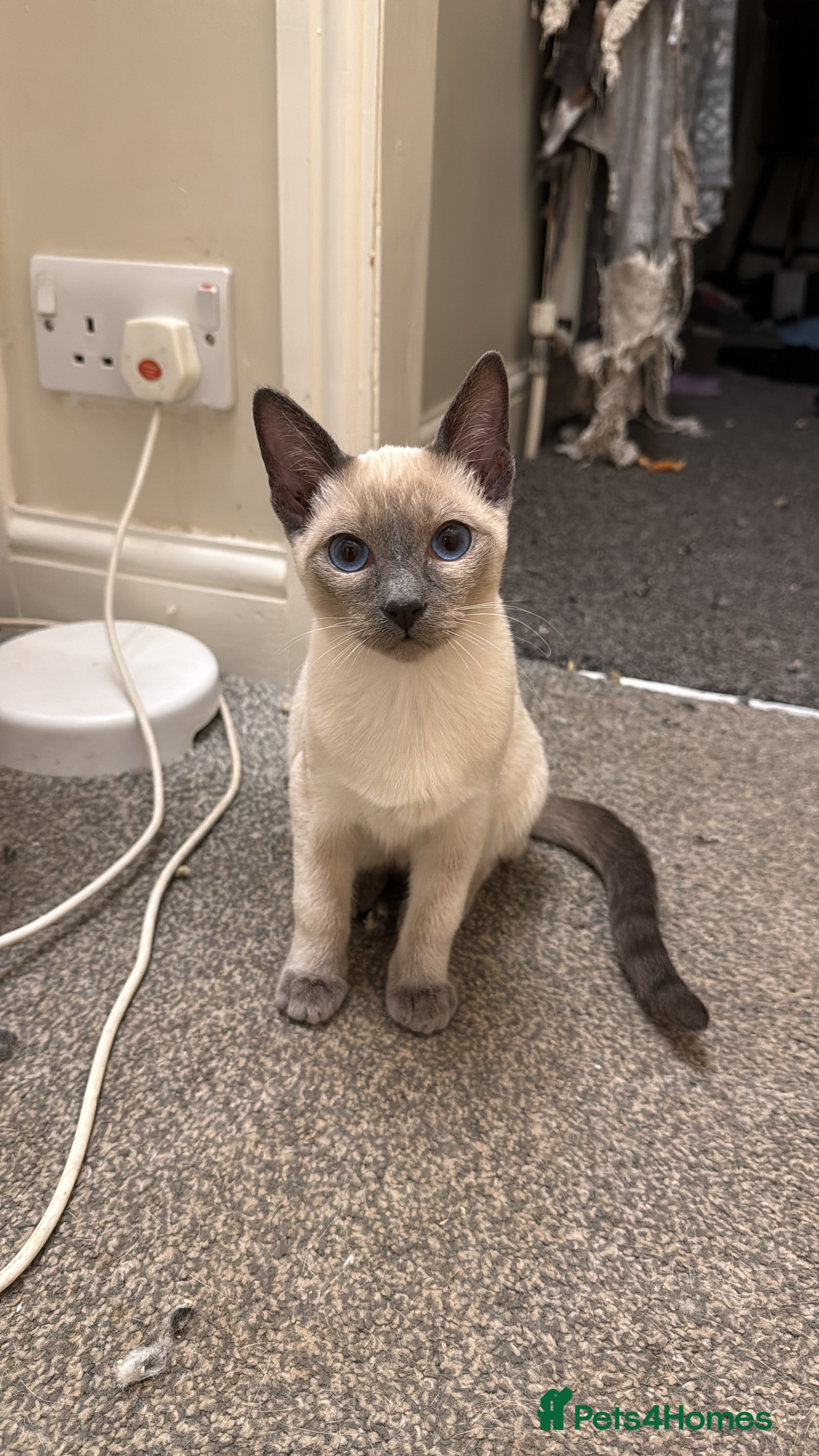 Siamese cats Siamese kittens wanting new slaves - Advert 20