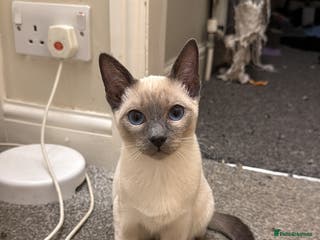 Siamese cats Siamese kittens wanting new slaves - Advert 18