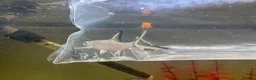 Sharks fish for sale: Bala shark in Sunderland - Advert 1