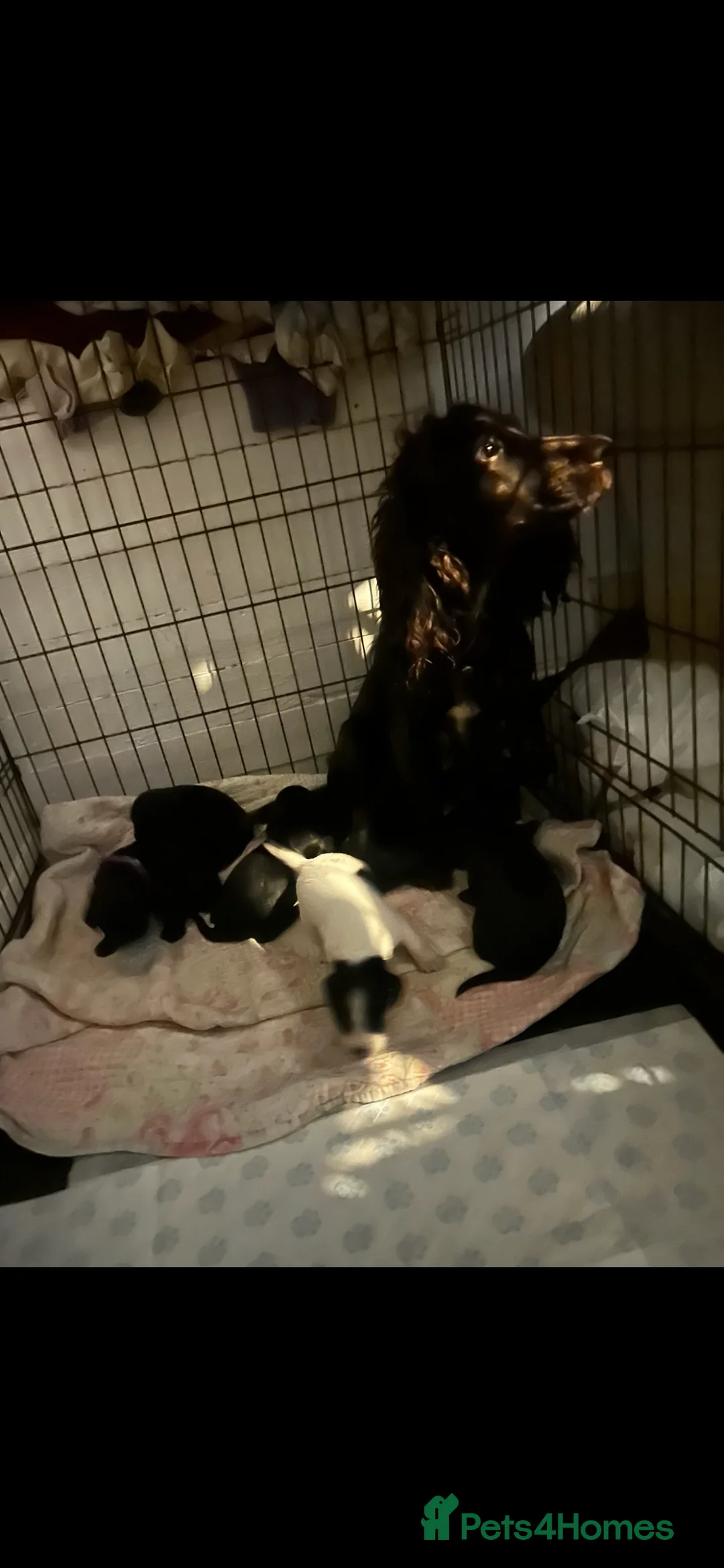 Cocker Spaniel dogs for sale: Cocker spaniel puppies  in Bishop Auckland - Advert 1