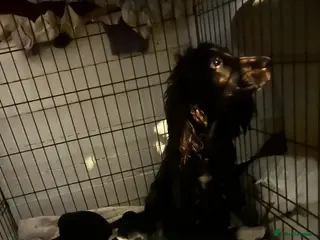 Cocker Spaniel dogs Cocker spaniel puppies in Bishop Auckland - Advert 1