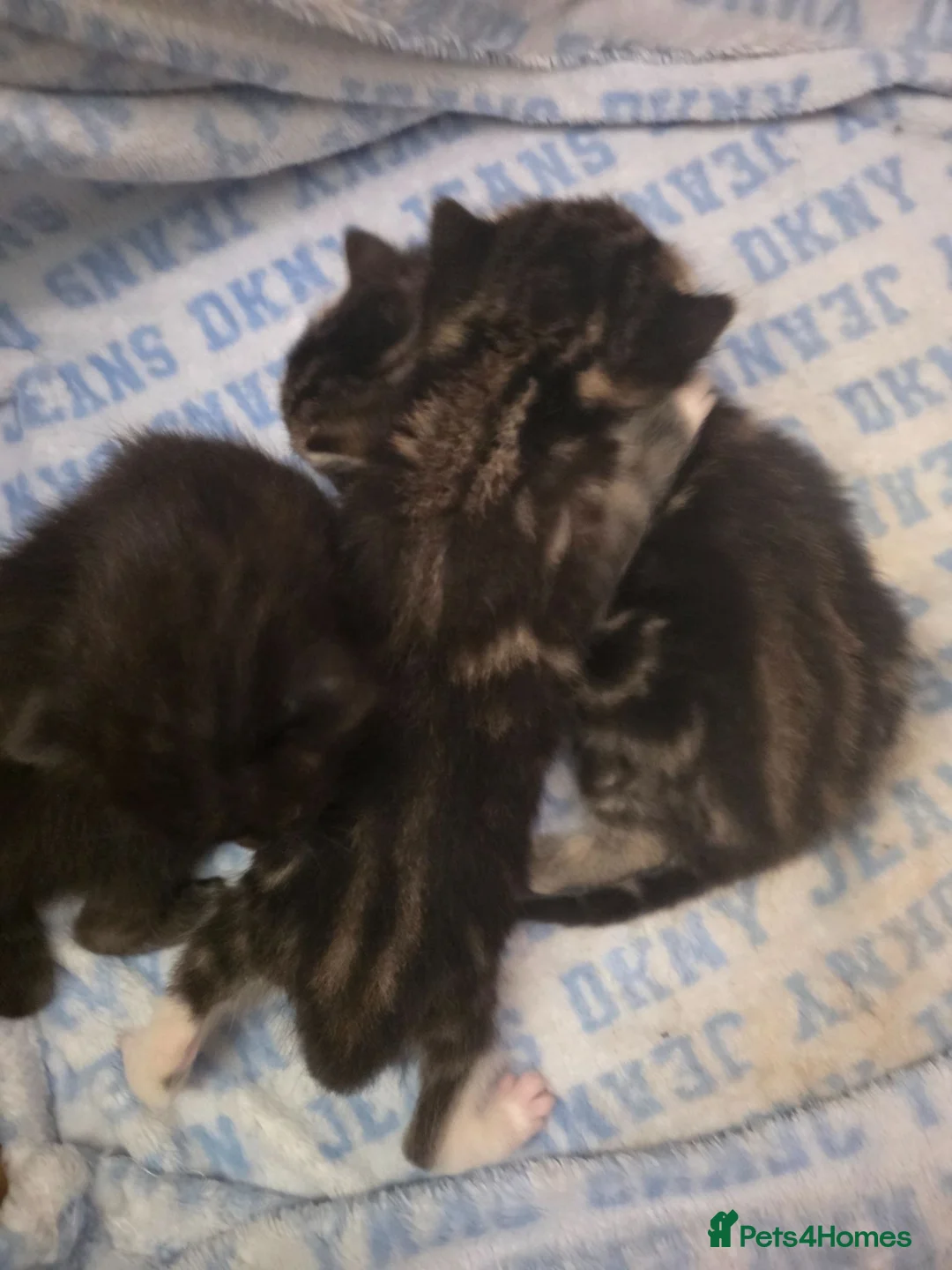 Mixed Breed cats for sale: Mix breed kittens - Advert 2