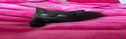 Mixed Breed cats for sale: 6 gorgeous kittens  - Advert 25