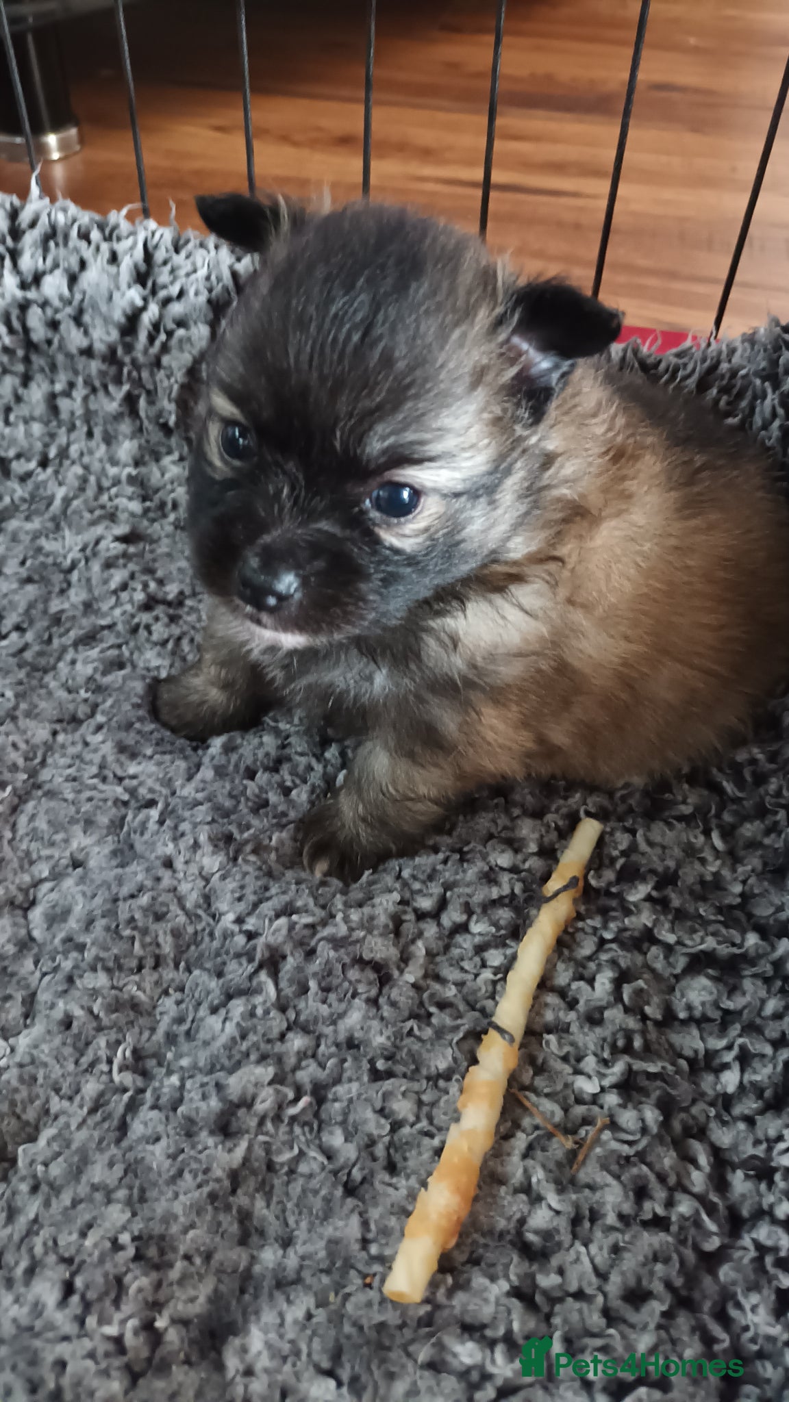 Pomeranian dogs for sale: 4 boy pomeranian, Russian line - Advert 8